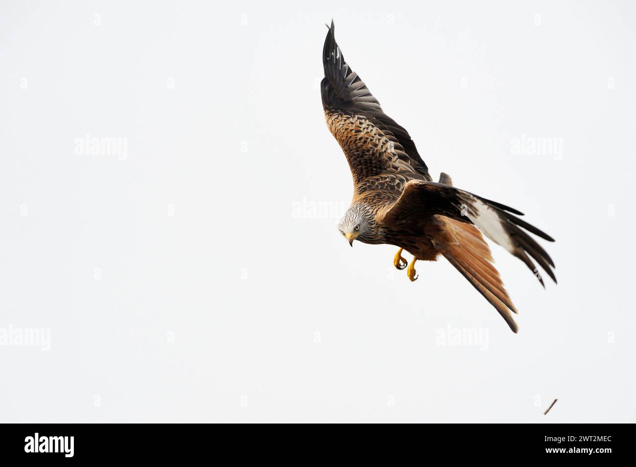 hermoso pájaro de presa... Red Kite ( Milvus milvus ) en vuelo, vuelo, observación, tiro muy detallado y claro, vida silvestre, Europa Foto de stock