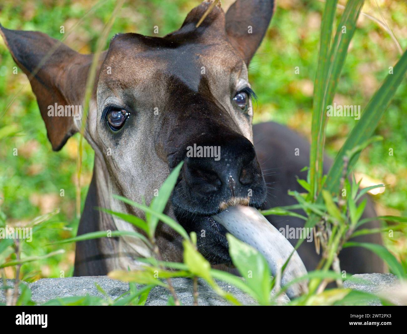 Okapi tongue fotografías e imágenes de alta resolución - Alamy