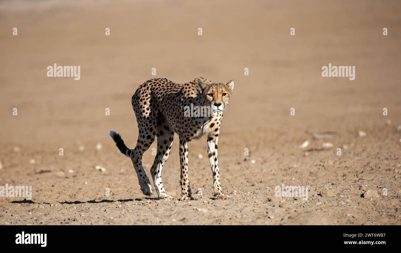 Cheetah (Acinonyx jubatus) Parque Transfronterizo Kgalagadi, Sudáfrica Foto de stock