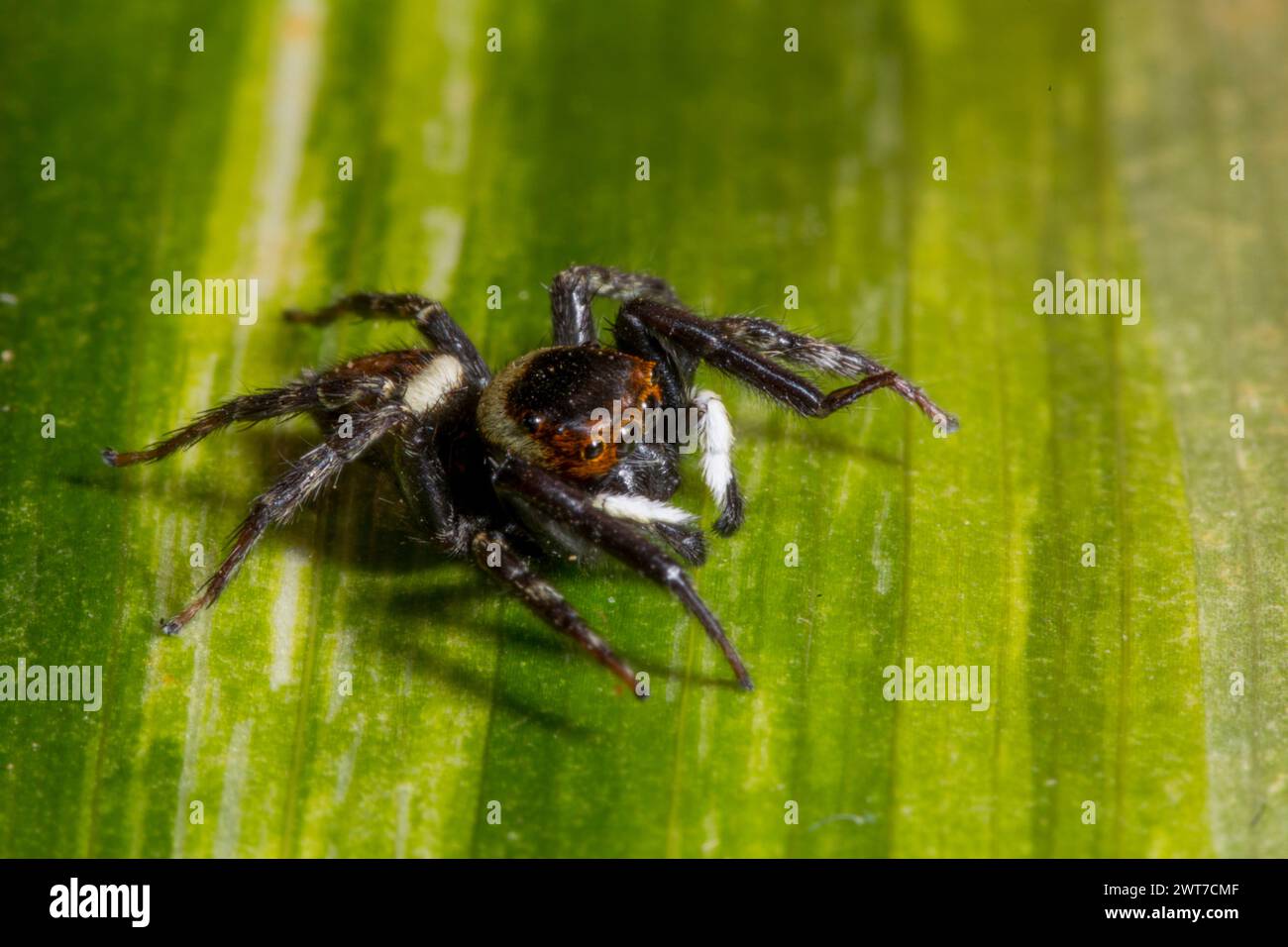 Saltador de casa de Adanson saltando araña (Hasarius adansoni) macho adulto en una hoja. Se encuentra en un centro de jardín. Carrmarthenshire, Gales. Noviembre. Foto de stock