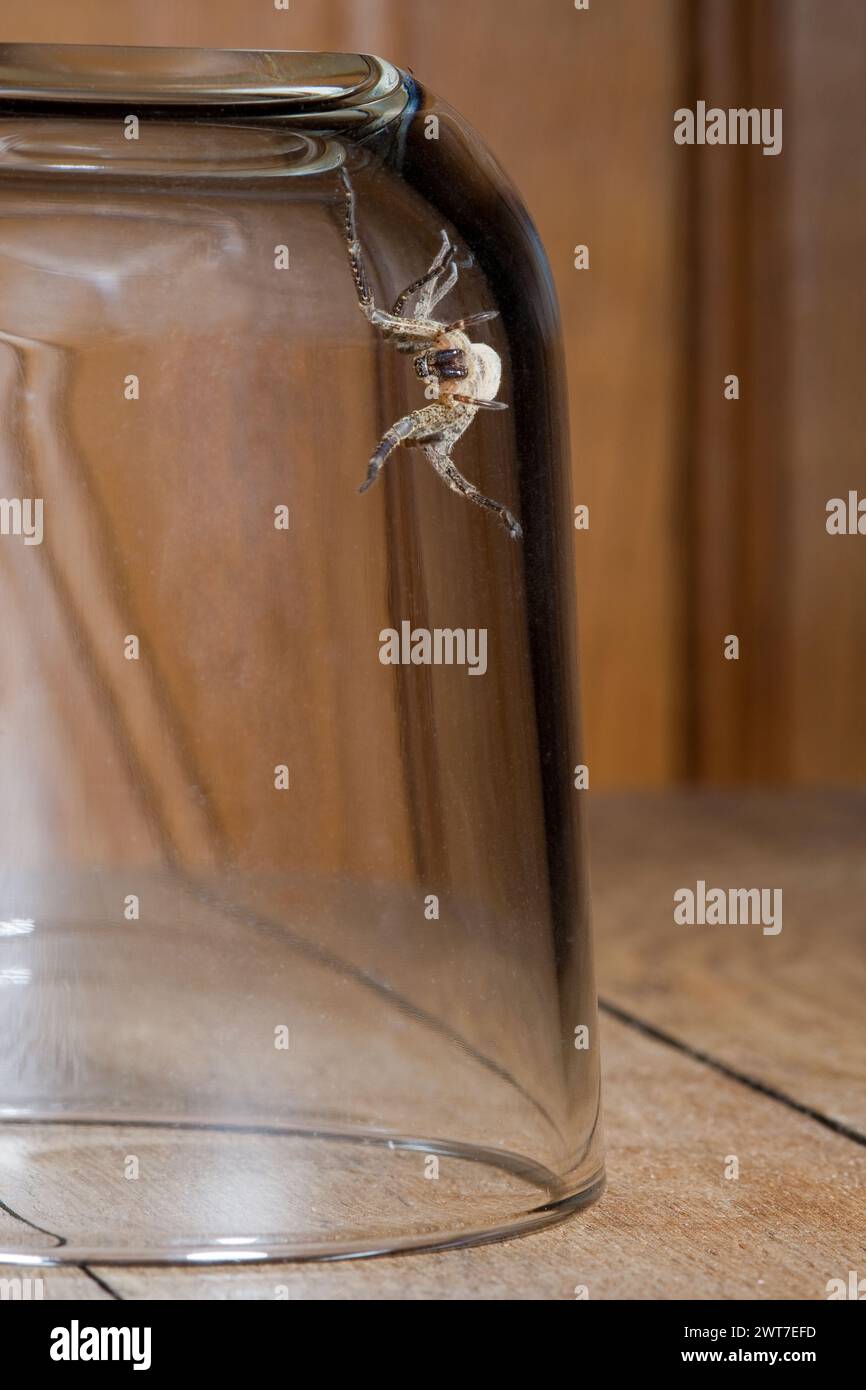 Araña Nosferatu, atrapada bajo el vidrio Foto de stock
