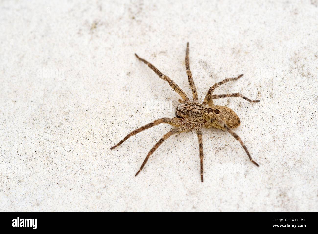 Nosferatu araña en el suelo de piedra al aire libre Foto de stock