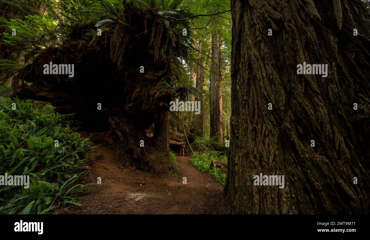 Excursionista se encuentra asombrado de Fallen Redwood junto al sendero Foto de stock