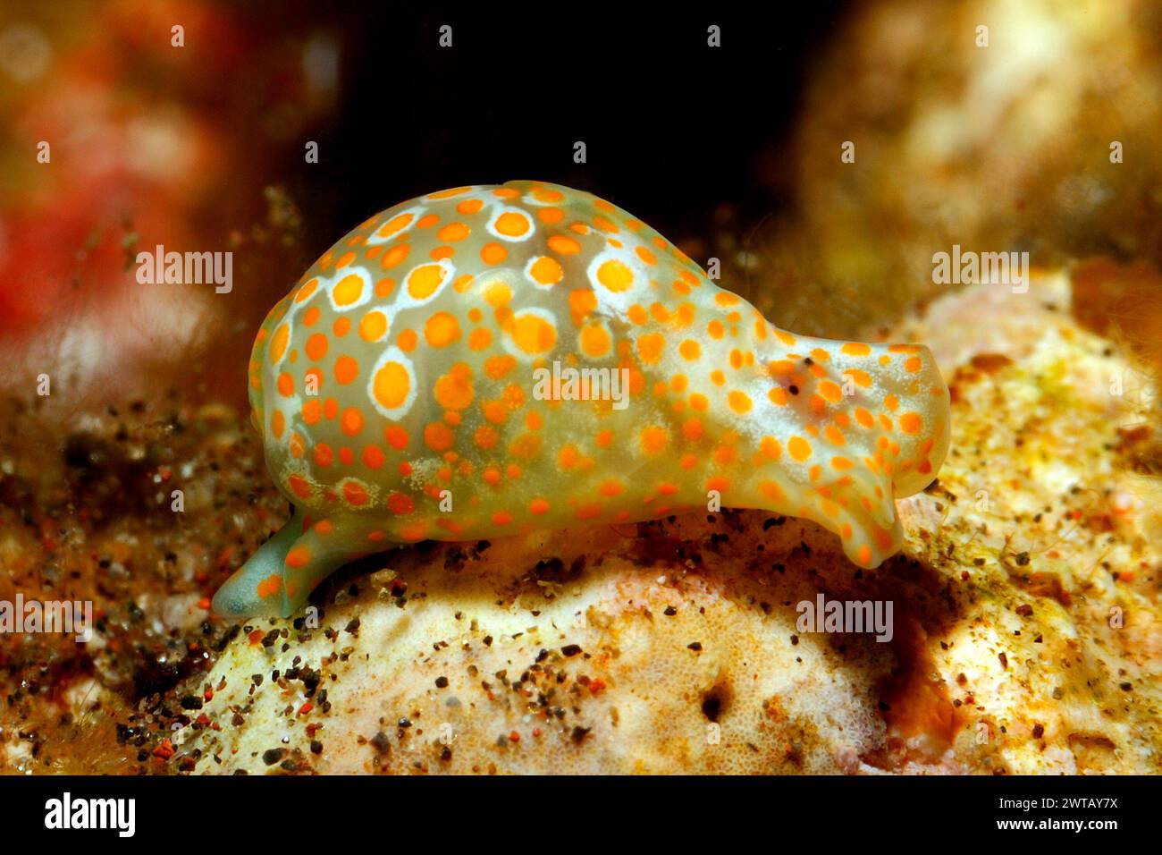 Caracol de burbuja de cristal manchado de naranja, Lamprohaminoea cymbalum. Anteriormente descrito como Haminoea cymbalum. Tulamben, Bali, Indonesia. Mar de Bali Foto de stock