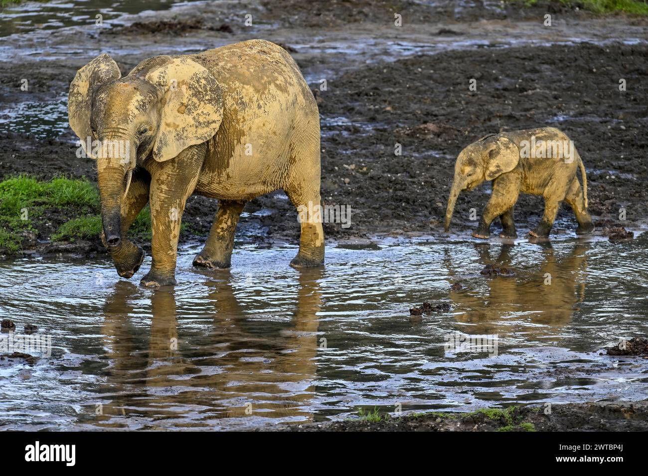 Elefantes del bosque africano (Loxodonta cyclotis) en el claro del