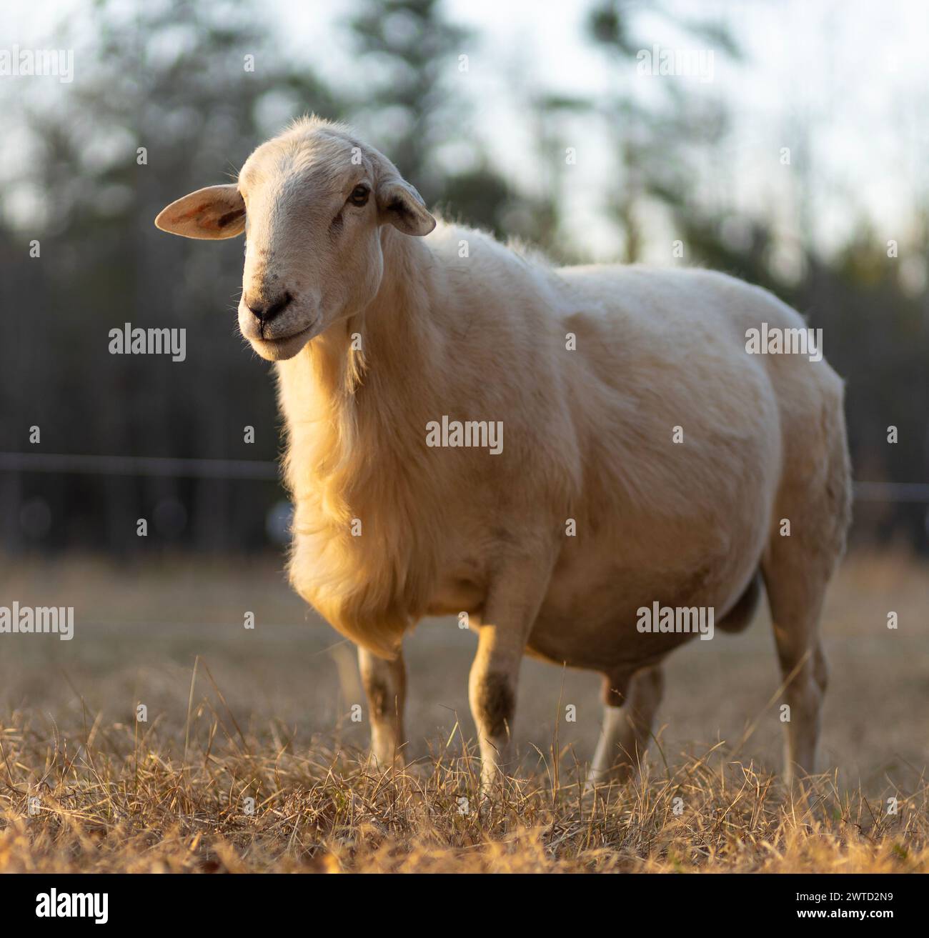 Carnero de oveja Katahdin blanco con un resplandor de oro como el sol está bajo en el horizonte sobre un paddock en Carolina del Norte. Foto de stock