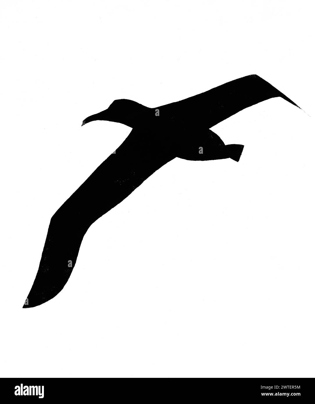 Silueta de gran pájaro volador albatros dibujado a mano con sello con pintura de tempera negro sobre papel blanco Foto de stock