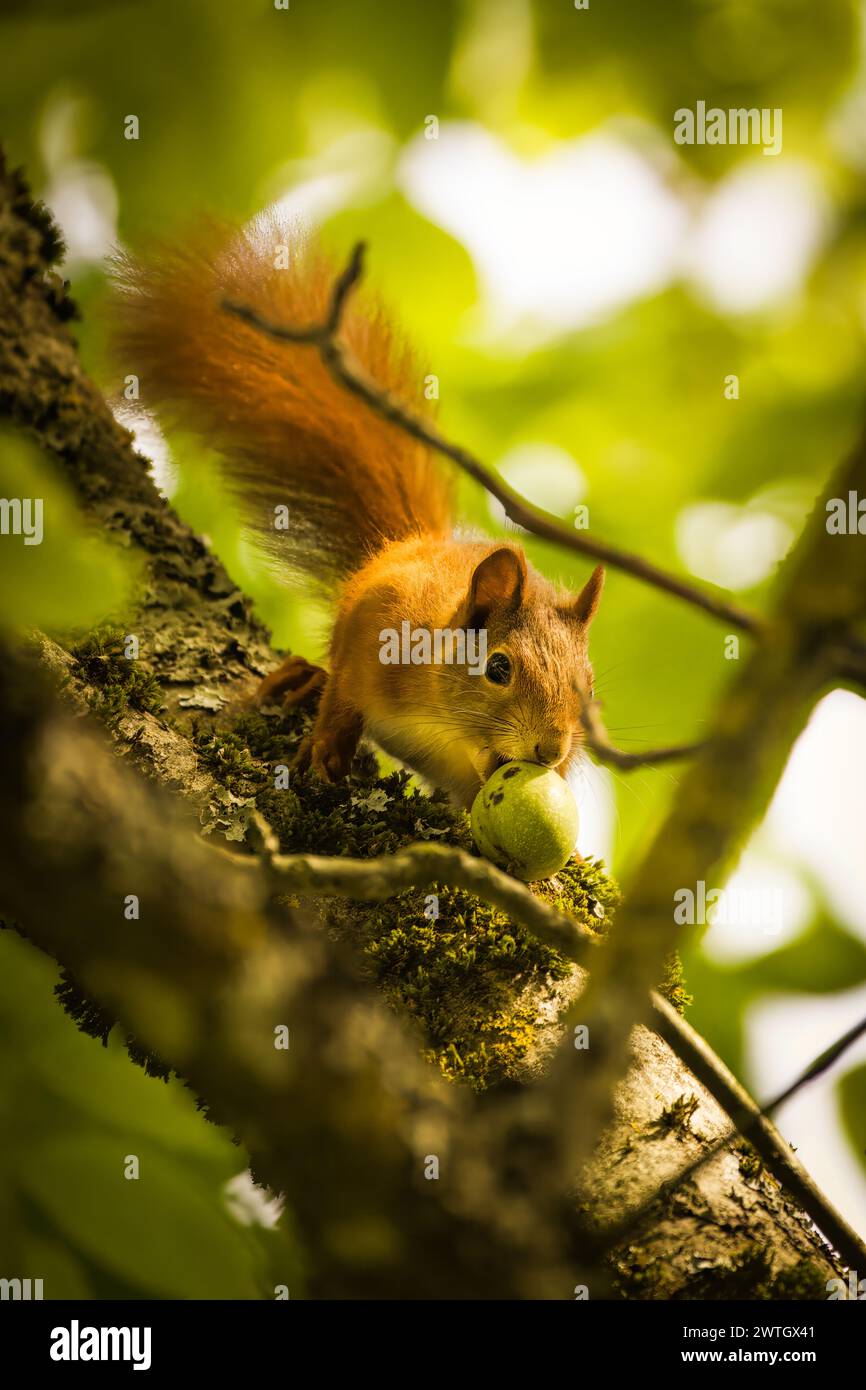 Una ardilla posada en ramas de árboles, mordisqueando una nuez. Foto de stock