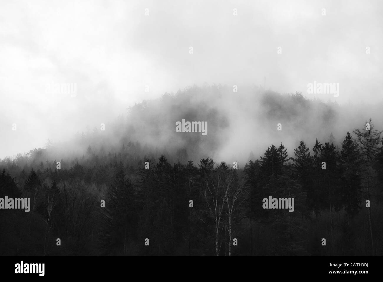 Bosque niebla en una montaña en las montañas de piedra arenisca del Elba. Ambiente sombrío entre abetos. Paisaje de Alemania Foto de stock