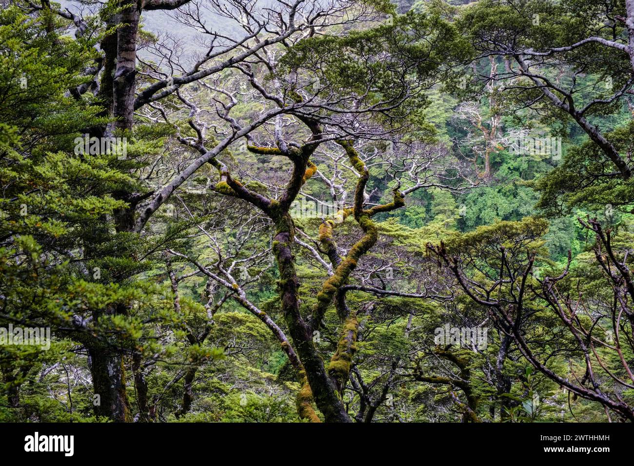 Bosque tropical templado virgen cerca del Punchbowl del Diablo, Arthur's Pass, Isla Sur, Nueva Zelanda Foto de stock