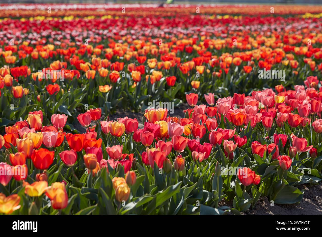 Tulipán flores filas en color rojo, rosa y amarillo textura de fondo y campo en la luz del sol de primavera Foto de stock