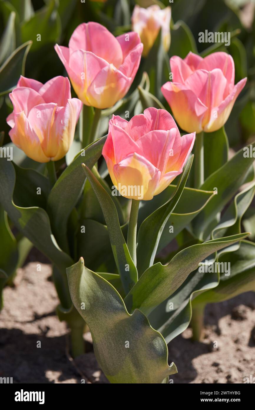 Tulip Tom Pouce flores y campo en la luz del sol de primavera Foto de stock