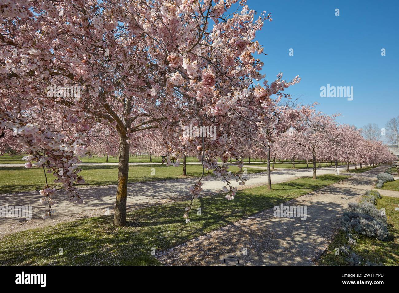 VENARIA REALE, ITALIA - 29 DE MARZO de 2023: Flor de cerezo con flor rosa, caminos en el parque Reggia di Venaria en la luz del sol de primavera, nadie Foto de stock