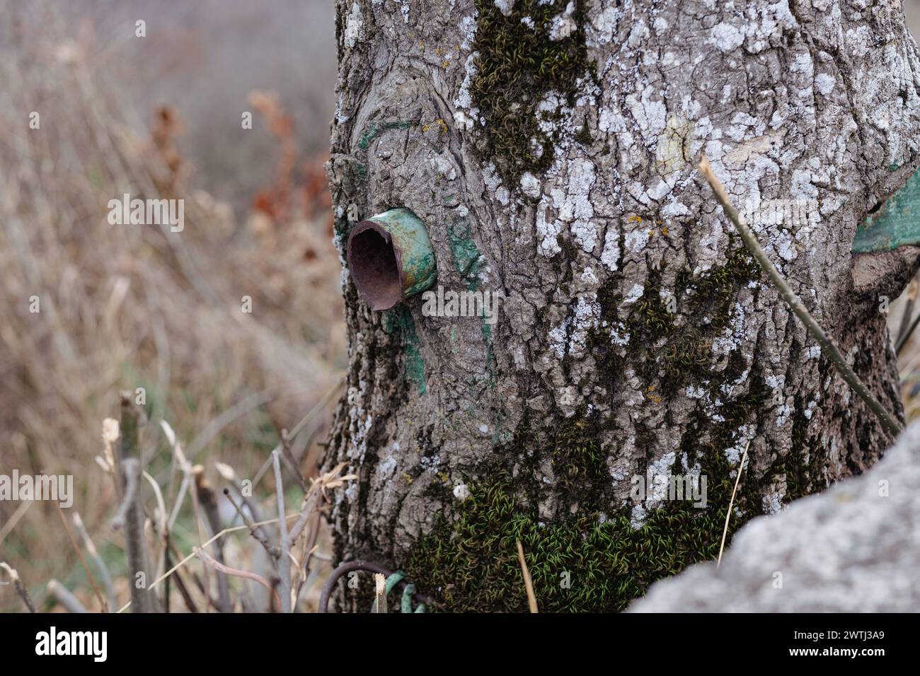 Una pipa de hierro rústica sobresale de un tronco de árbol cubierto de musgo, mezclando la industria con la naturaleza. La escena refleja una tranquila convivencia entre los artefactos humanos y el mundo natural. Foto de stock