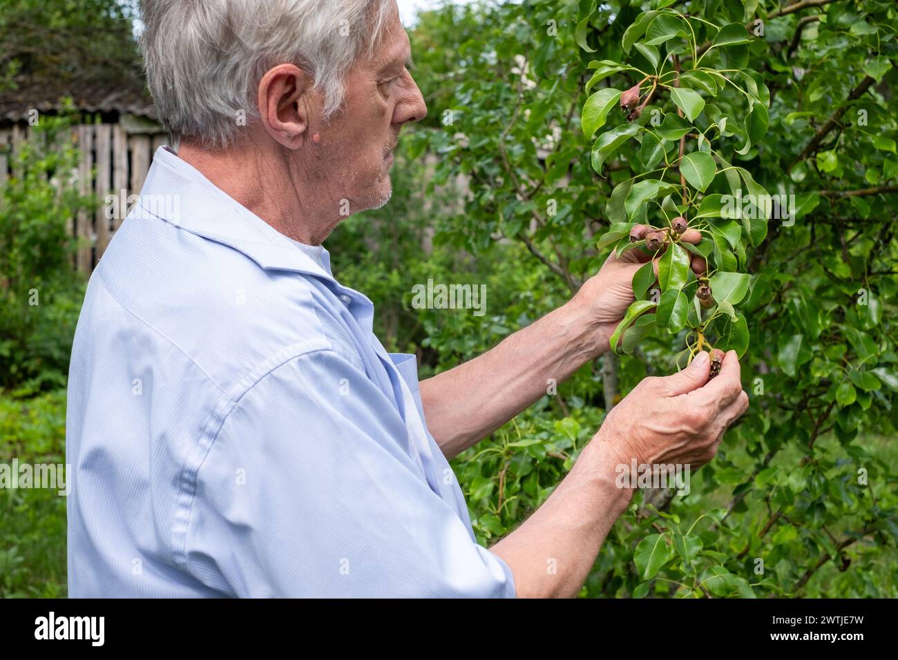 Hombre maduro inspeccionando la salud del árbol de pera en el patio trasero, capturando la esencia de la agricultura personal, ideal para discusiones sobre jardinería orgánica. Foto de stock