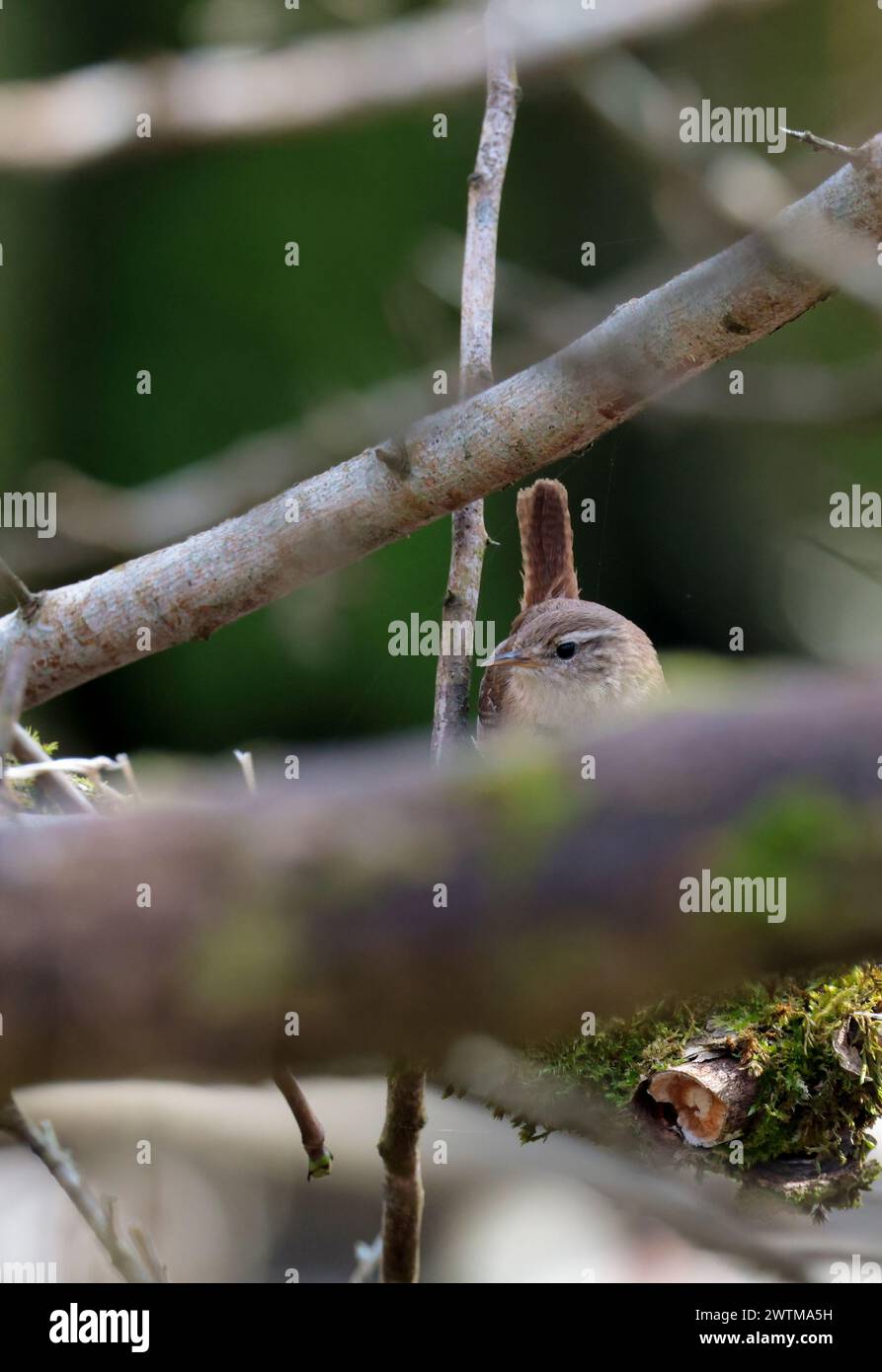 Wren troglodytes x2, pequeña aguja fina de pájaro marrón oscuro como pico corto a menudo cocido cola fina barra en la cola y las alas línea pálida sobre el ojo buff abajo Foto de stock