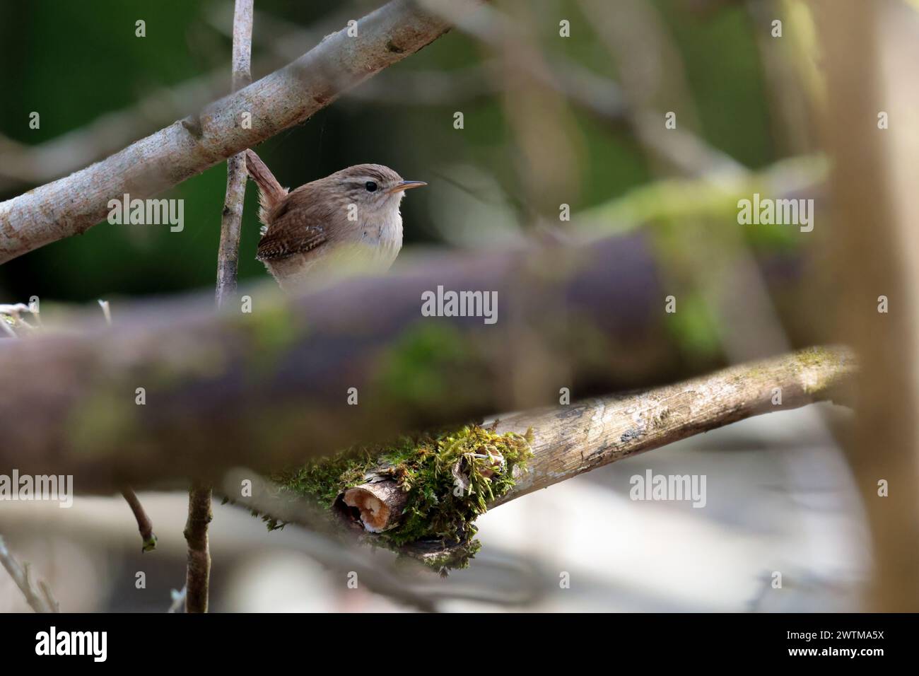 Wren troglodytes x2, pequeña aguja fina de pájaro marrón oscuro como pico corto a menudo cocido cola fina barra en la cola y las alas línea pálida sobre el ojo buff abajo Foto de stock