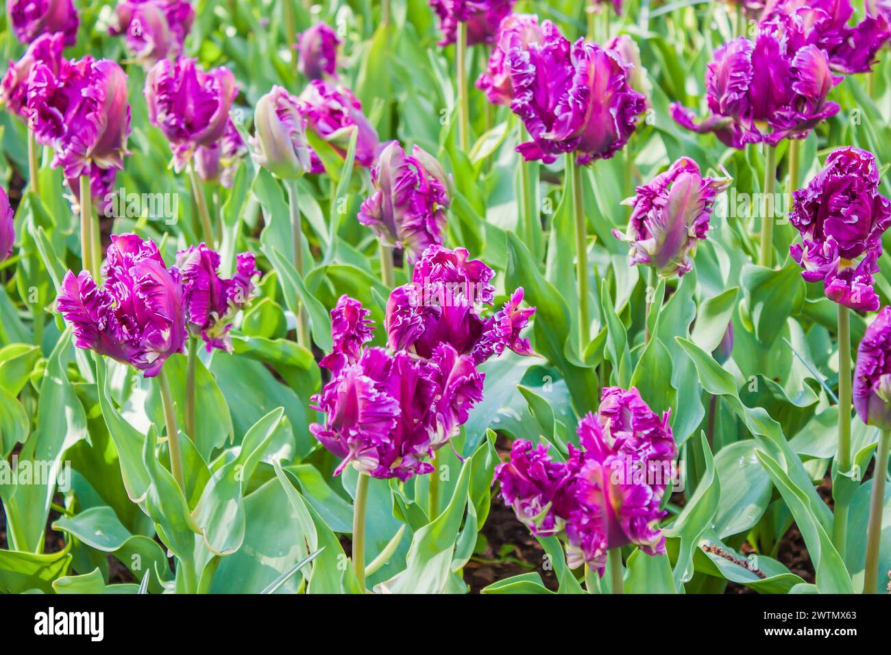 Hermosos tulipanes púrpuras floreciendo en el jardín de primavera Foto de stock
