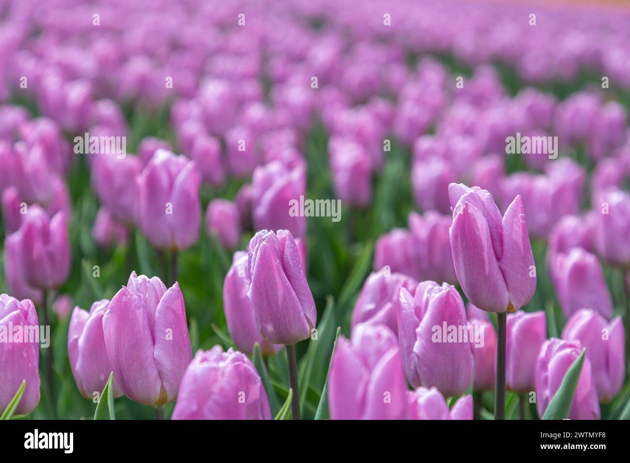 Hermosos tulipanes púrpuras floreciendo en el jardín de primavera Foto de stock