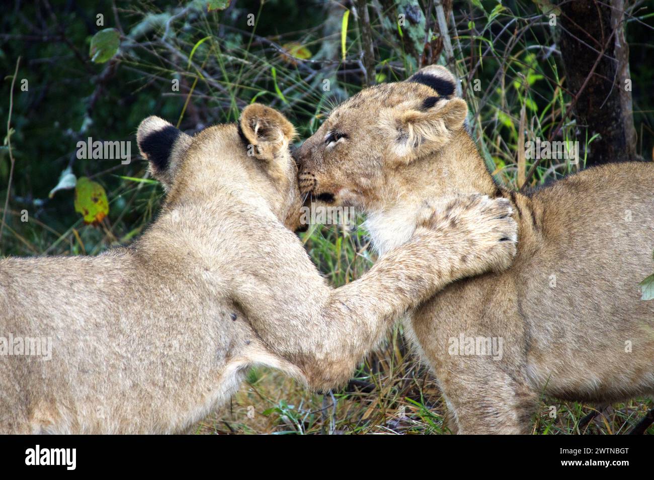 Cachorros de León vistos mientras estaban en Safari en Karongwe Game Reserve, Sudáfrica Foto de stock