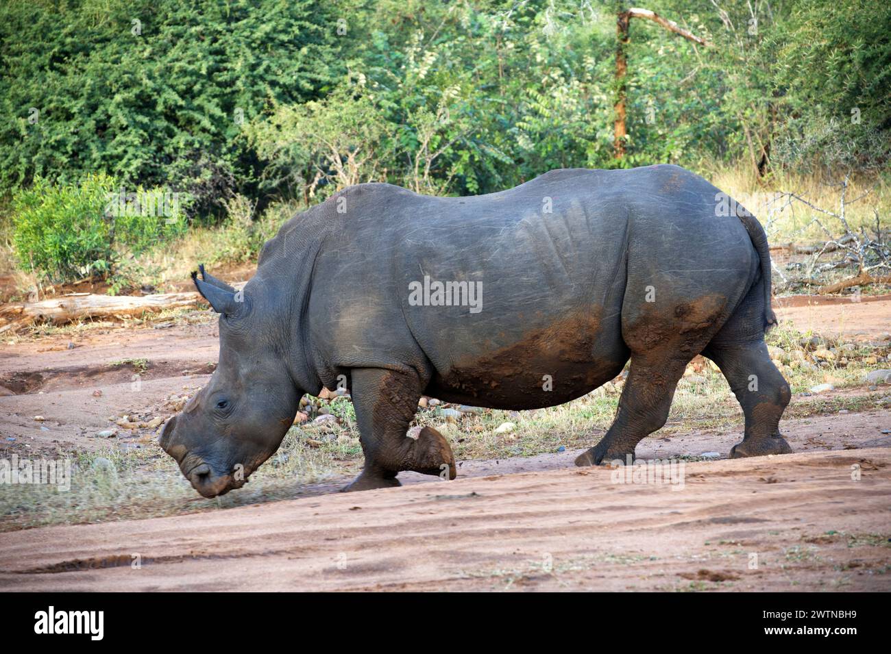 Rinocerontes vistos mientras estaban en Safari en Karongwe Game Reserve, Sudáfrica Foto de stock