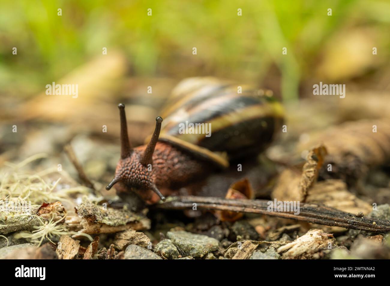 Pacific Sideband Snail mira a la cámara en el Parque Nacional Redwood Foto de stock