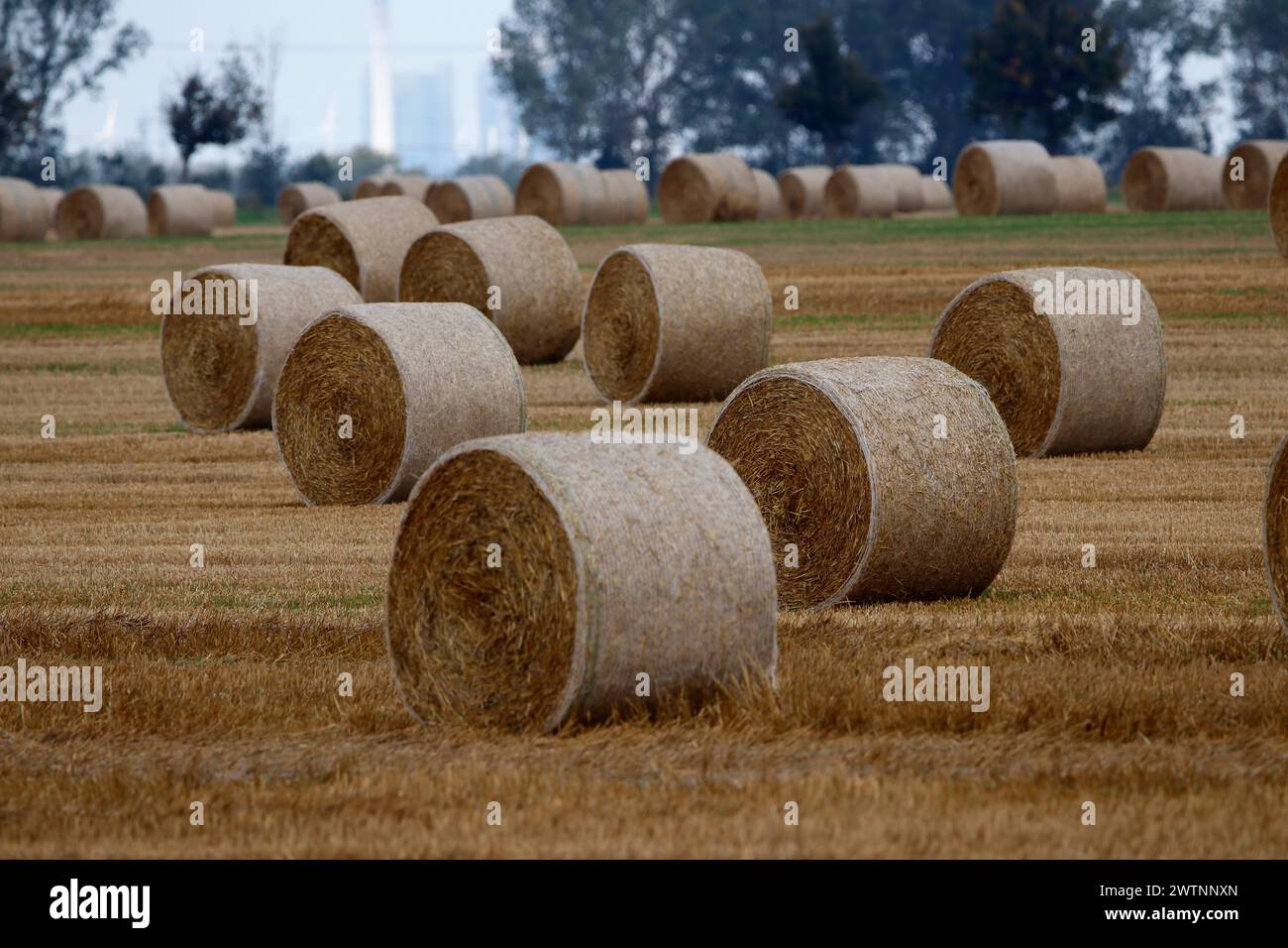 Dirección: Stohballen, Feld (nur fuer redaktionelle Verwendung. Keine Werbung. Banco de datos: http://www.360-berlin.de. © Jens Knappe. Bildquellennachweis: Foto de stock