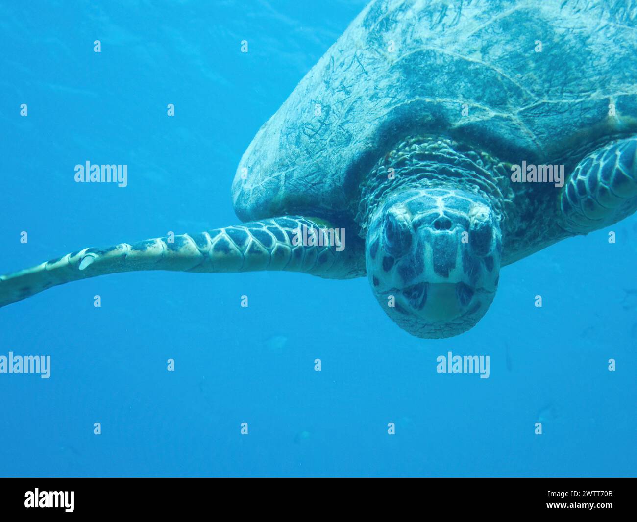 Tortuga acuática en el arrecife de coral durante una inmersión en Bali Foto de stock