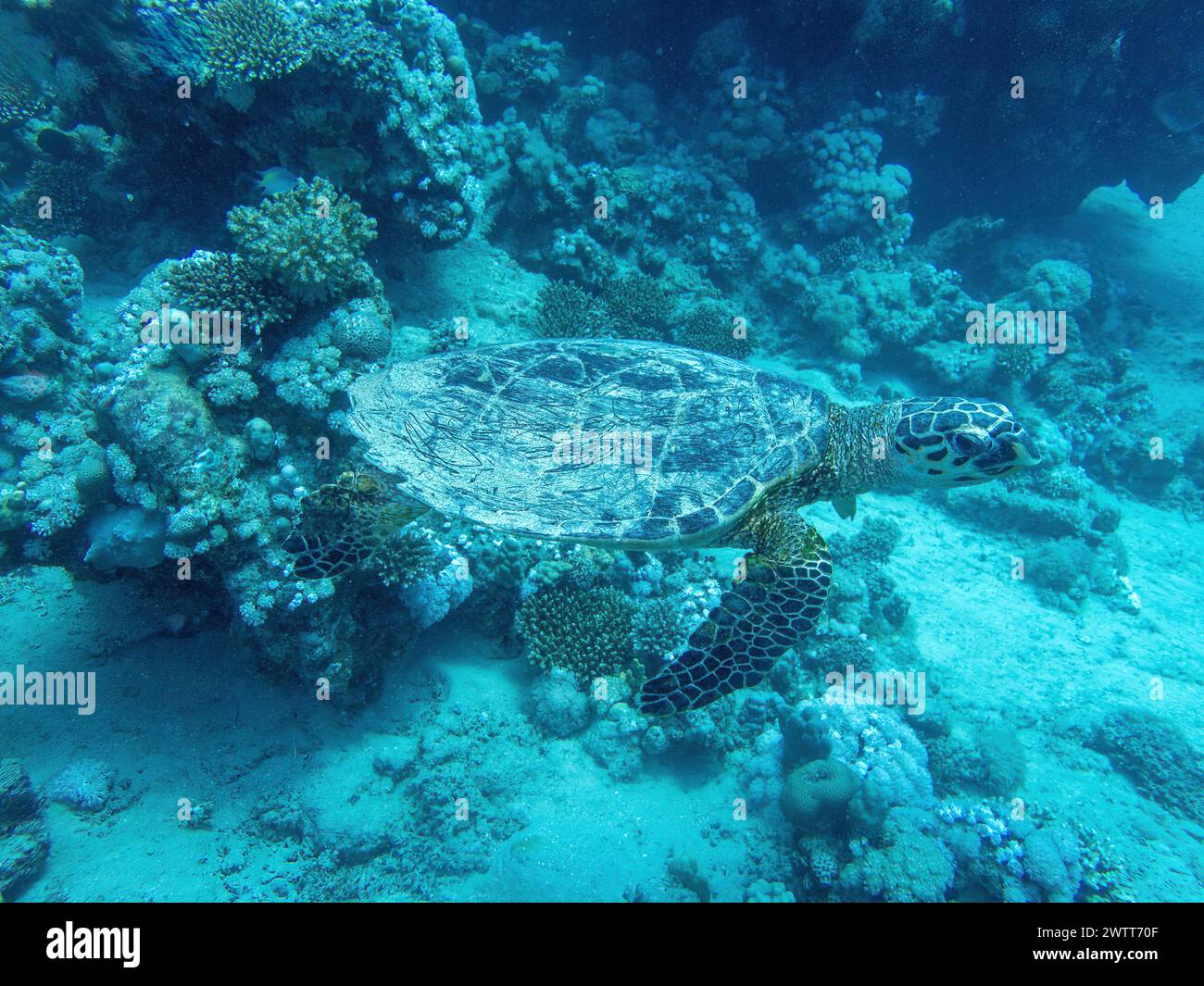 Tortuga acuática en el arrecife de coral durante una inmersión en Bali Foto de stock