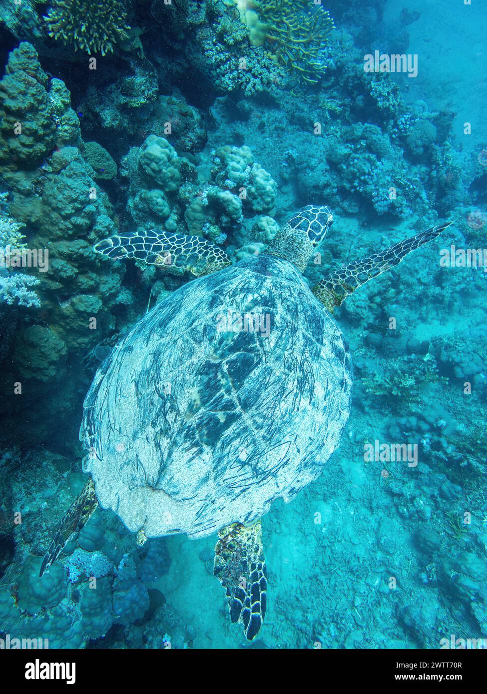 Tortuga acuática en el arrecife de coral durante una inmersión en Bali Foto de stock