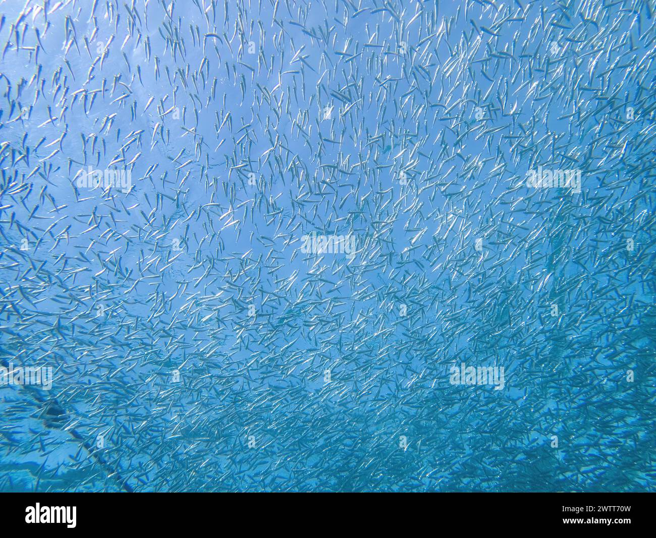 Escuela de peces en el arrecife de coral durante una inmersión en Bali Foto de stock