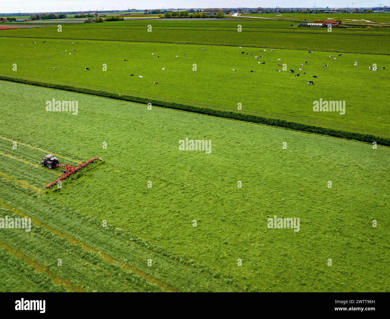 Vista aérea de un tractor cortando exuberantes campos verdes con vacas de pastoreo Foto de stock
