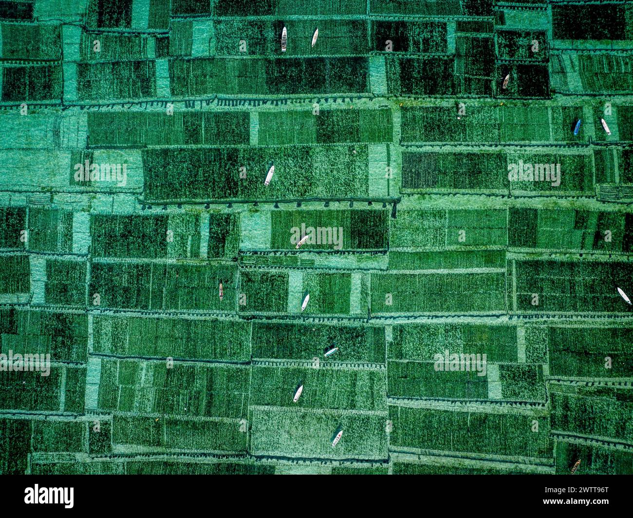 Vista aérea de los trabajadores en ropa colorida tendiendo a exuberantes campos verdes. Foto de stock