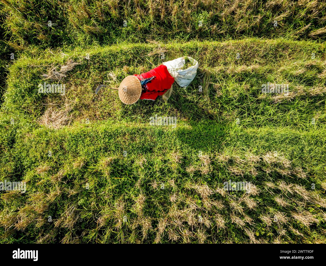 Agricultor que trabaja en los campos verdes vistos desde arriba. Foto de stock