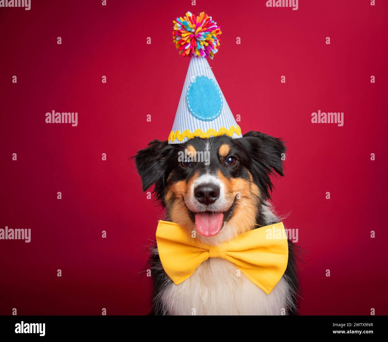Retrato de un perro pastor australiano tricolor negro que lleva un sombrero de fiesta y corbata de arco Foto de stock