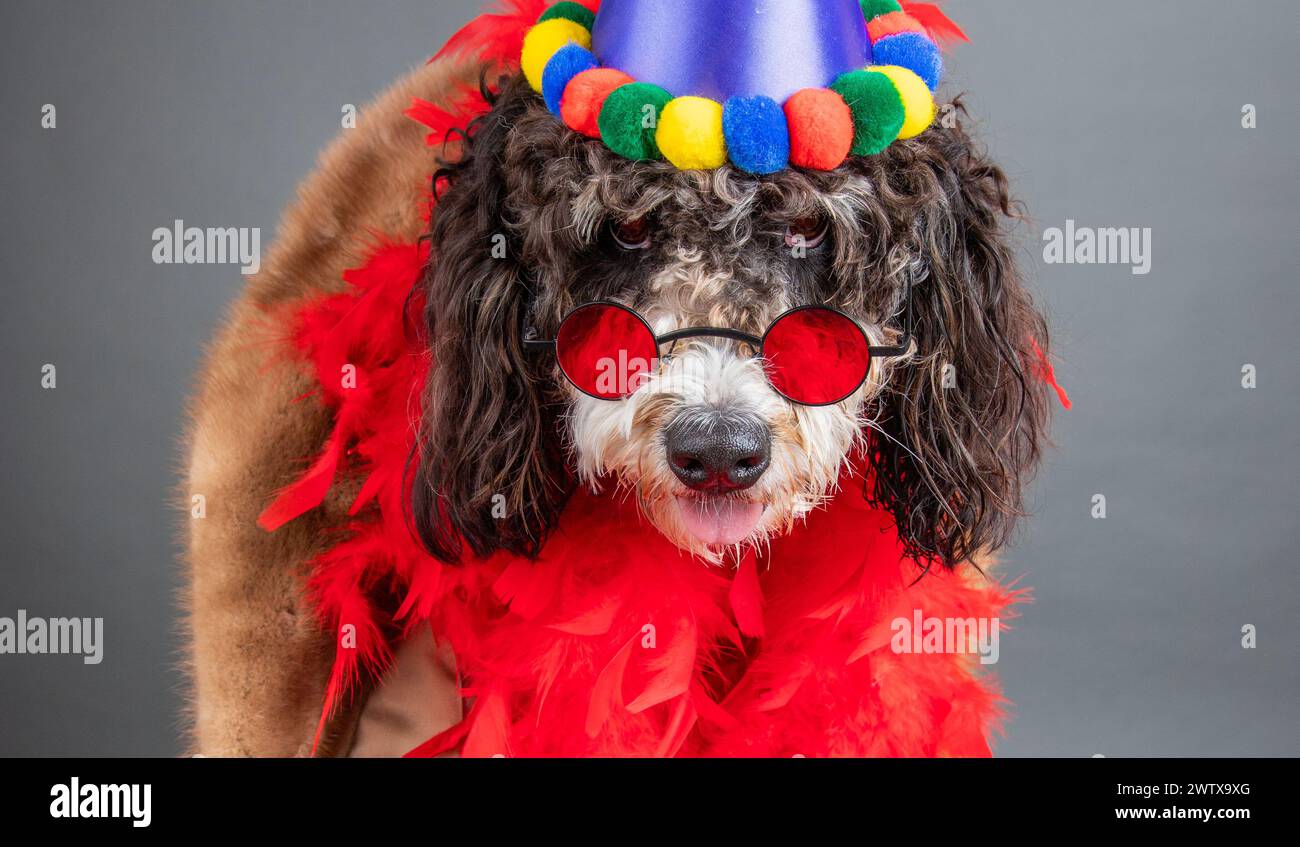 Retrato de un bernedoodle con un sombrero de fiesta, gafas de novedad y una boa de plumas Foto de stock