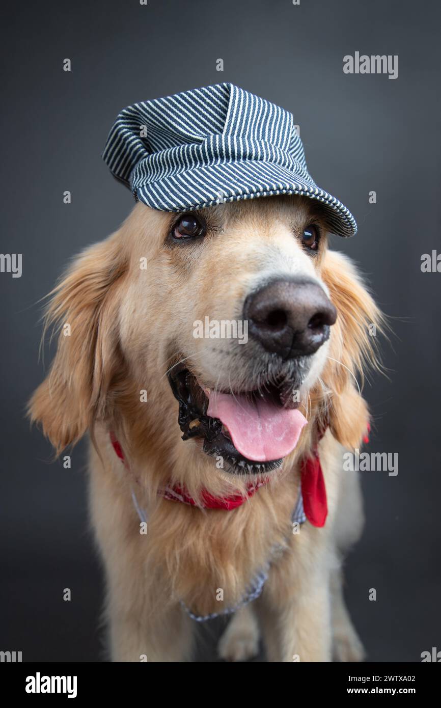 Retrato de un recuperador de oro con una gorra y bandana Foto de stock