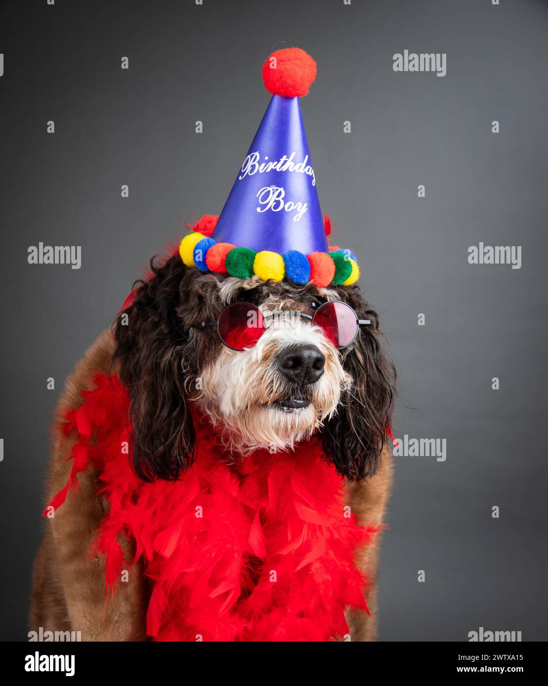 Retrato de un bernedoodle con un sombrero de fiesta, gafas de novedad y una boa de plumas Foto de stock