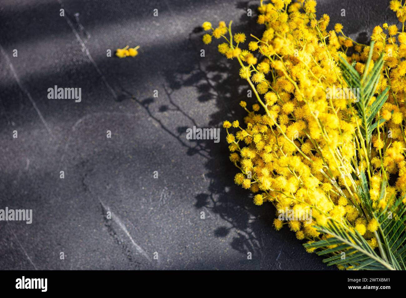 Vista de arriba de un montón de tallos de mimosa amarillo recién escogidos en una mesa Foto de stock