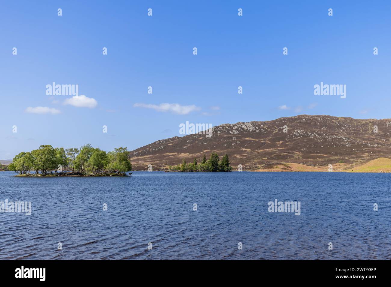 El lago escocés abraza una isla exuberante de árboles, con un telón de fondo de suaves colinas. Escondidos a la vista, dos ciervos rojos habitan este refugio pacífico Foto de stock