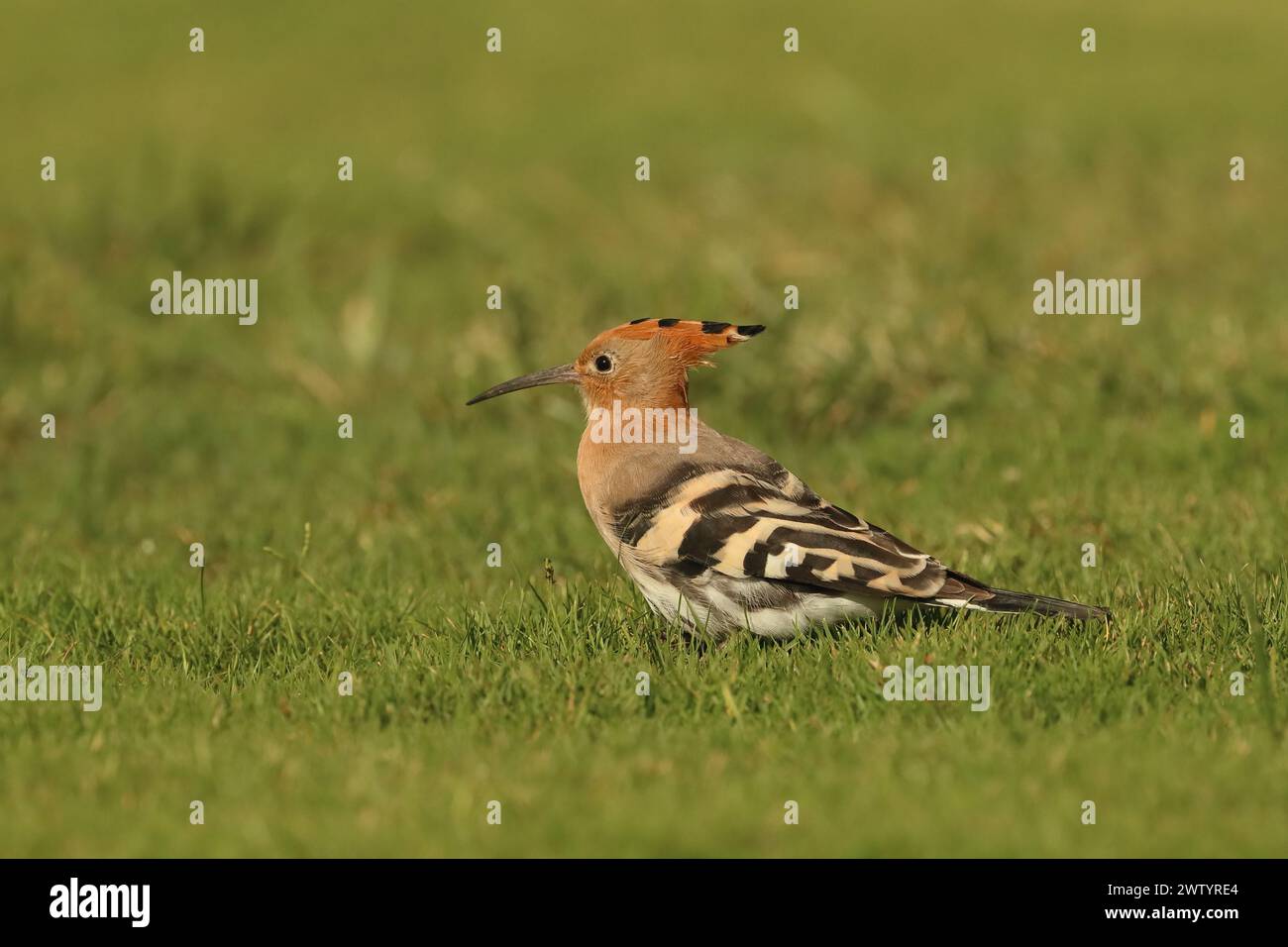 Las hoopoe son otra especie con poblaciones sedentarias y aves migratorias. Son una especie común en las Islas Canarias Foto de stock