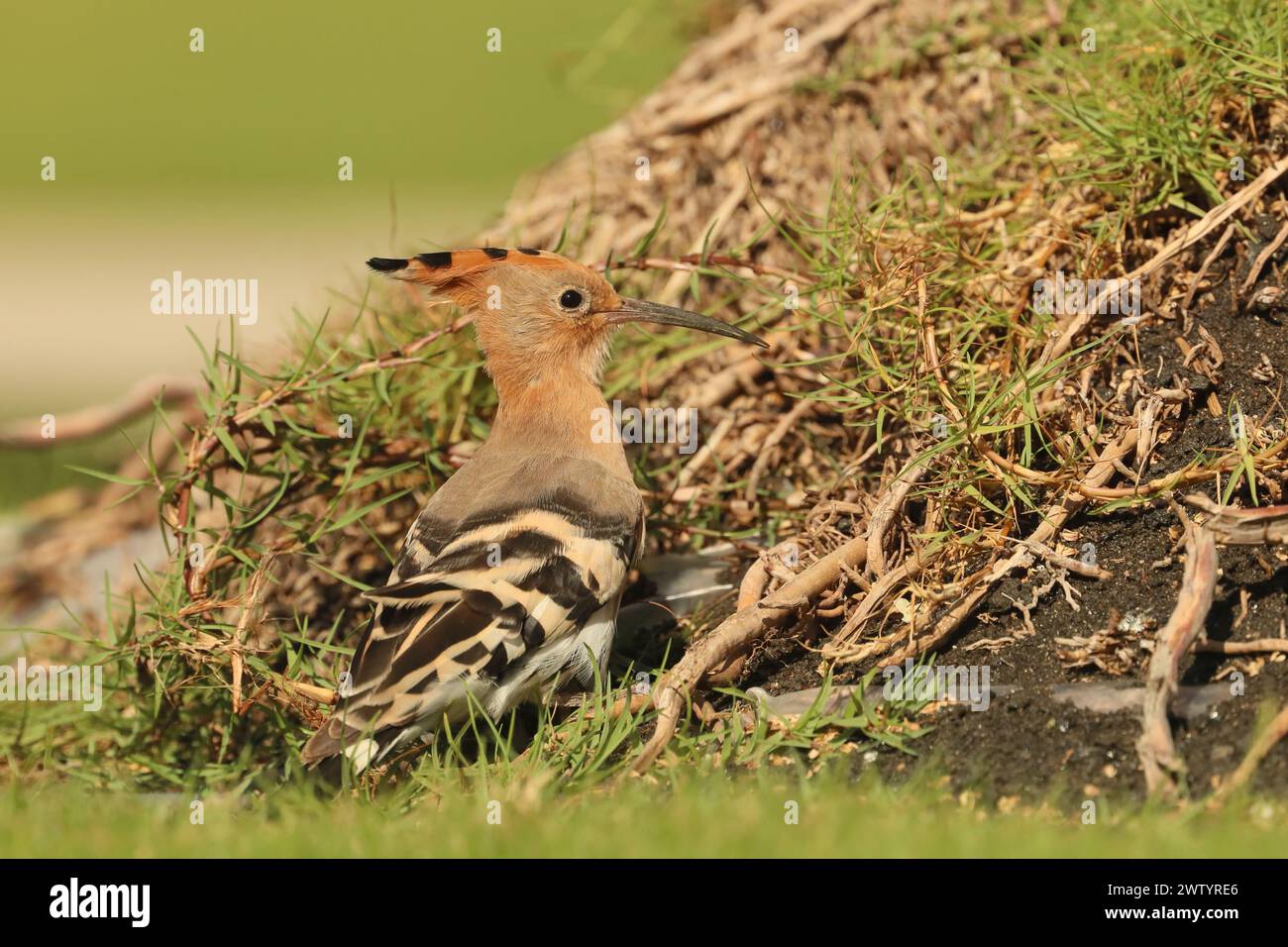 Las hoopoe son otra especie con poblaciones sedentarias y aves migratorias. Son una especie común en las Islas Canarias Foto de stock