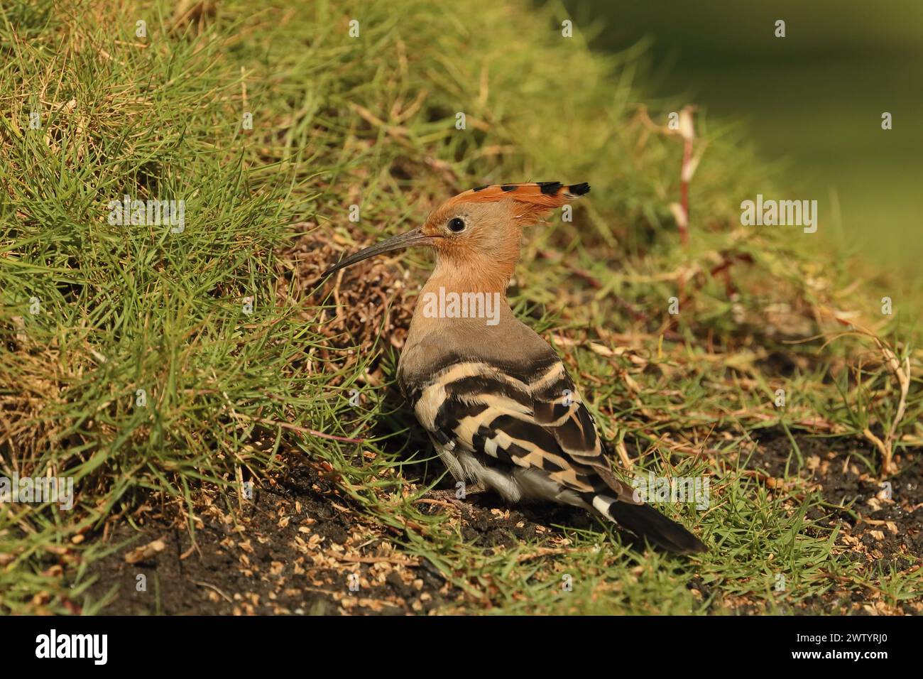 Las hoopoe son otra especie con poblaciones sedentarias y aves migratorias. Son una especie común en las Islas Canarias Foto de stock