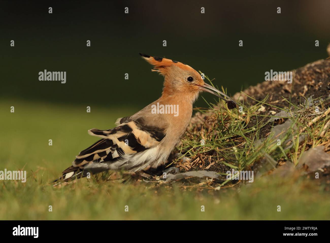 Las hoopoe son otra especie con poblaciones sedentarias y aves migratorias. Son una especie común en las Islas Canarias Foto de stock