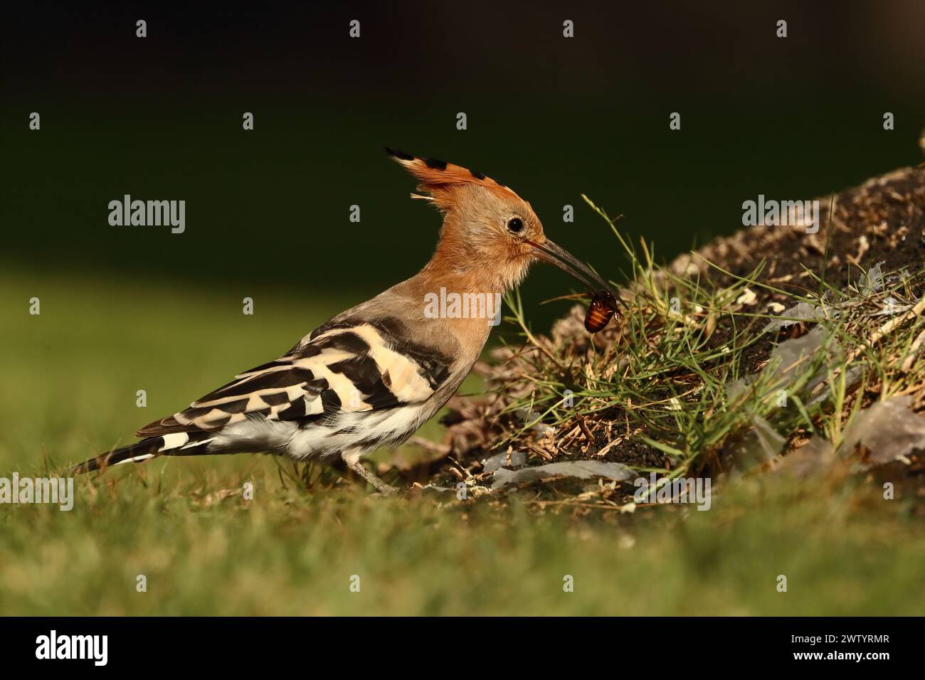 Las hoopoe son otra especie con poblaciones sedentarias y aves migratorias. Son una especie común en las Islas Canarias Foto de stock