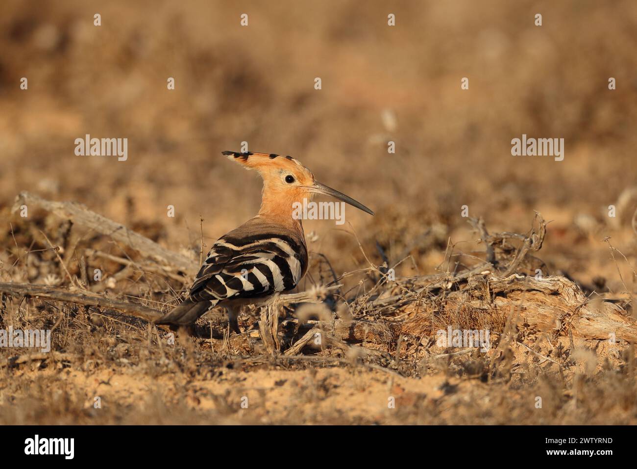 Las hoopoe son otra especie con poblaciones sedentarias y aves migratorias. Son una especie común en las Islas Canarias Foto de stock