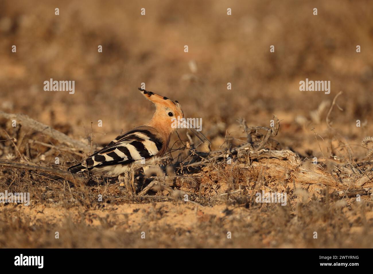 Las hoopoe son otra especie con poblaciones sedentarias y aves migratorias. Son una especie común en las Islas Canarias Foto de stock