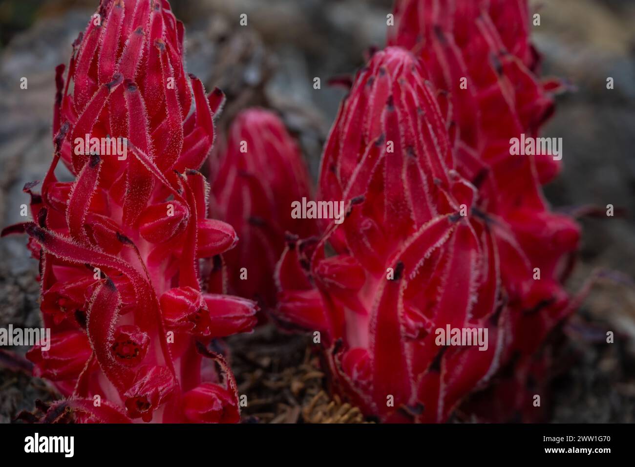 Las plantas de nieve emergen del terreno descongelado recientemente en Yosemite Foto de stock