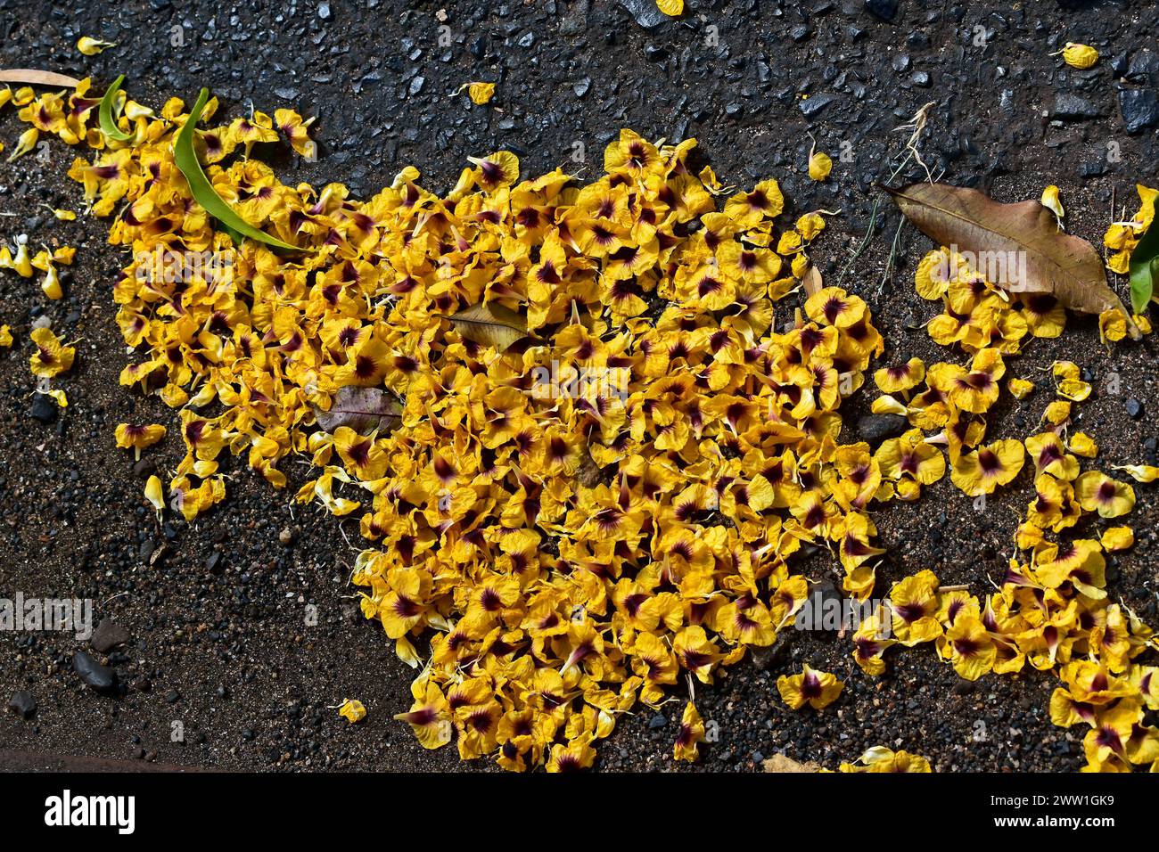 Flores amarillas (Pterocarpus violaceus) en el suelo Foto de stock