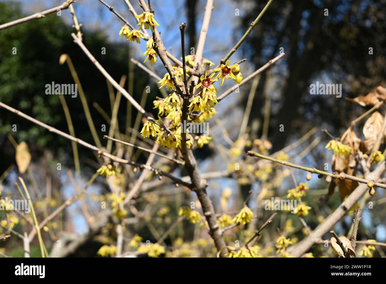 flores dulces de invierno amarillas en el arbusto en la tarde soleada Foto de stock